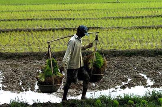 Khi nông dân không thiết tha với ruộng - Nhịp sống kinh tế Việt Nam & Thế  giới