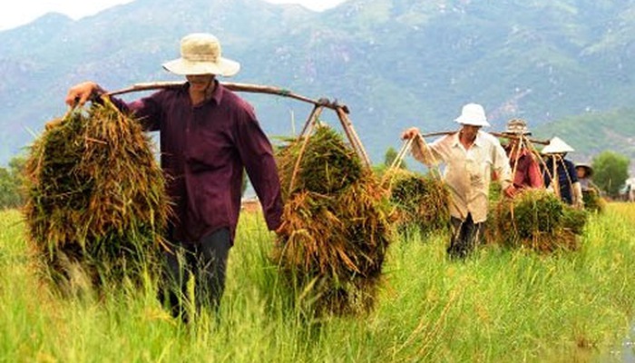 Người nông dân vắng bóng trong văn chương Việt