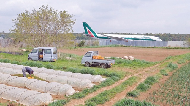  Lão nông từ chối 40 tỷ đồng để trồng rau giữa sân bay quốc tế - Ảnh 3.