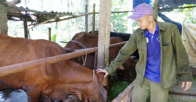 Nuôi heo rừng lai, nuôi bò dưới tán cây, anh nông dân ở Quảng Nam lãi cả trăm triệu