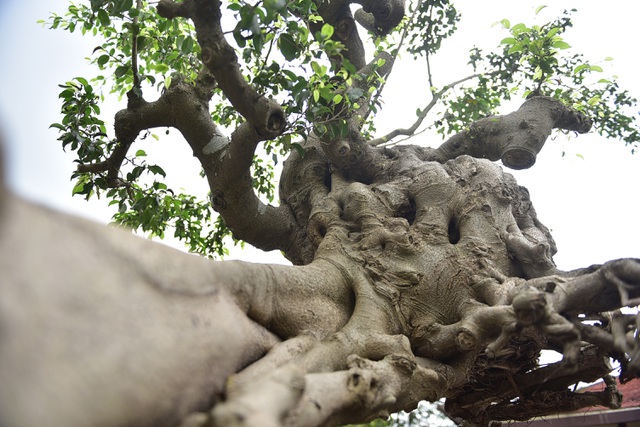 Tiêu dùng & Dư luận - Cây sanh cổ “Thánh Gióng cưỡi ngựa” có thế cực kỳ hiếm, đại gia ôm tiền tỷ đợi mua chủ nhân không chịu bán (Hình 4).