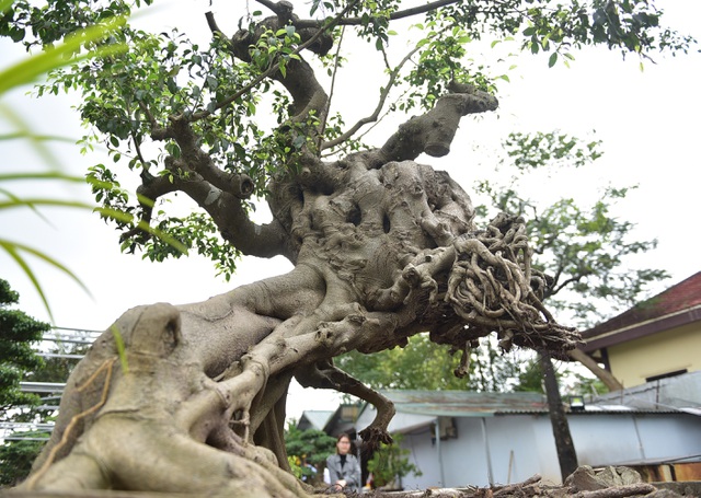 Tiêu dùng & Dư luận - Cây sanh cổ “Thánh Gióng cưỡi ngựa” có thế cực kỳ hiếm, đại gia ôm tiền tỷ đợi mua chủ nhân không chịu bán (Hình 3).
