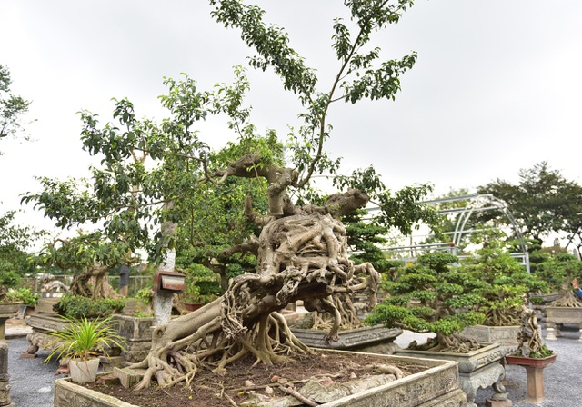 Tiêu dùng & Dư luận - Cây sanh cổ “Thánh Gióng cưỡi ngựa” có thế cực kỳ hiếm, đại gia ôm tiền tỷ đợi mua chủ nhân không chịu bán (Hình 2).