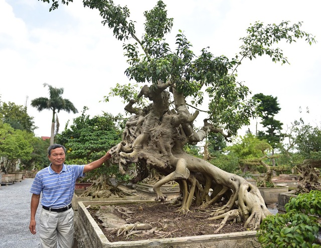 Tiêu dùng & Dư luận - Cây sanh cổ “Thánh Gióng cưỡi ngựa” có thế cực kỳ hiếm, đại gia ôm tiền tỷ đợi mua chủ nhân không chịu bán