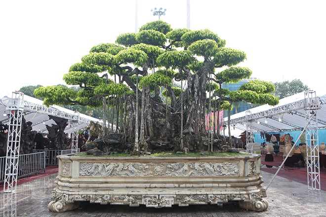 Tiêu dùng & Dư luận - Mãn nhãn cây sanh cổ Việt Nam được định giá gần 460 tỷ khiến nhiều người choáng váng (Hình 3).
